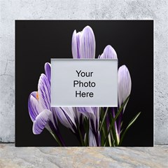 Crocus Flowers Purple Flowers Spring Nature White Wall Photo Frame 5  X 7  by Ravend