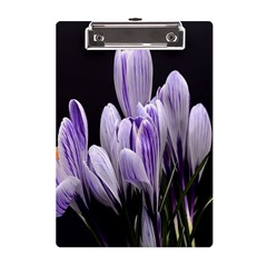 Crocus Flowers Purple Flowers Spring Nature A5 Acrylic Clipboard by Ravend