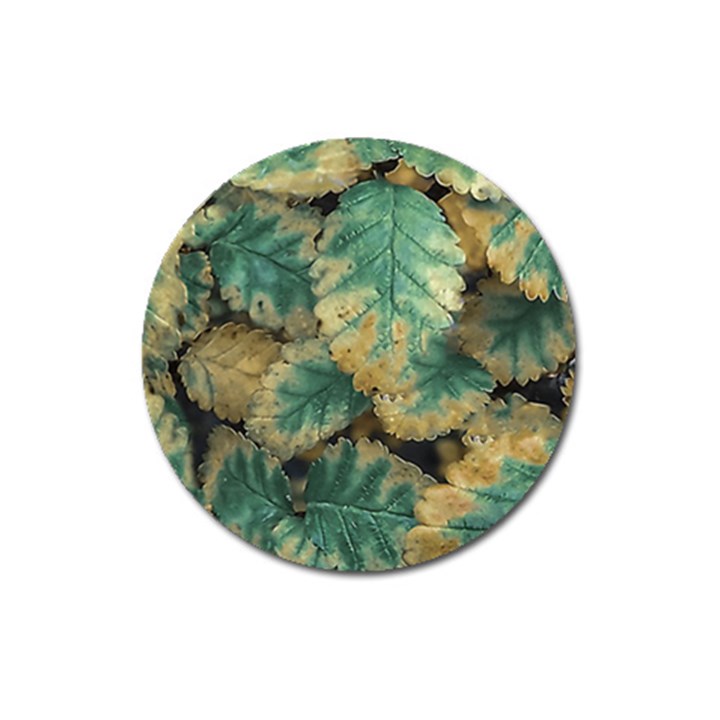 Colored Close Up Plants Leaves Pattern Magnet 3  (Round)