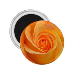 Flower Plant Rose Nature Garden Orange Macro 2 25  Magnets by Ravend