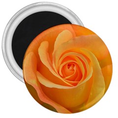 Flower Plant Rose Nature Garden Orange Macro 3  Magnets by Ravend