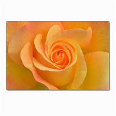 Flower Plant Rose Nature Garden Orange Macro Postcards 5  X 7  (pkg Of 10) by Ravend