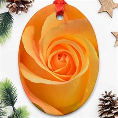 Flower Plant Rose Nature Garden Orange Macro Oval Ornament (two Sides) by Ravend