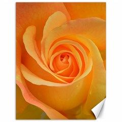 Flower Plant Rose Nature Garden Orange Macro Canvas 18  X 24  by Ravend