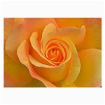 Flower Plant Rose Nature Garden Orange Macro Large Glasses Cloth (2 Sides) Front