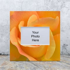 Flower Plant Rose Nature Garden Orange Macro White Box Photo Frame 4  X 6  by Ravend