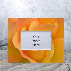 Flower Plant Rose Nature Garden Orange Macro White Tabletop Photo Frame 4 x6 