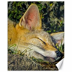 Fox Sleeping Closeup Photo Canvas 16  X 20 