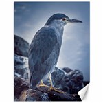 Bird At Border Of Biegle Channel, Ushuaia, Argentina Canvas 36  x 48  35.26 x46.15  Canvas - 1