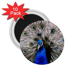 Peacock Bird Animal Feather Nature Colorful 2 25  Magnets (10 Pack)  by Ravend