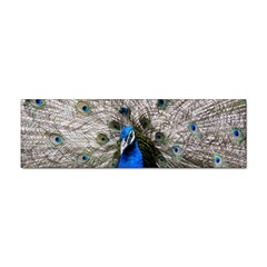 Peacock Bird Animal Feather Nature Colorful Sticker (bumper) by Ravend