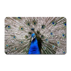 Peacock Bird Animal Feather Nature Colorful Magnet (rectangular) by Ravend