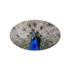 Peacock Bird Animal Feather Nature Colorful Sticker Oval (10 Pack) by Ravend