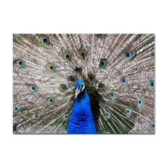 Peacock Bird Animal Feather Nature Colorful Sticker A4 (10 Pack) by Ravend