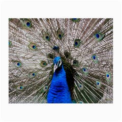 Peacock Bird Animal Feather Nature Colorful Small Glasses Cloth by Ravend