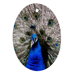 Peacock Bird Animal Feather Nature Colorful Oval Ornament (two Sides) by Ravend