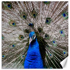 Peacock Bird Animal Feather Nature Colorful Canvas 12  X 12  by Ravend