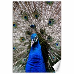 Peacock Bird Animal Feather Nature Colorful Canvas 12  X 18  by Ravend