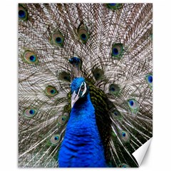 Peacock Bird Animal Feather Nature Colorful Canvas 16  X 20  by Ravend