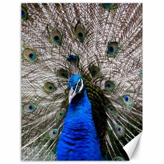 Peacock Bird Animal Feather Nature Colorful Canvas 18  X 24  by Ravend