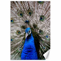 Peacock Bird Animal Feather Nature Colorful Canvas 20  X 30  by Ravend