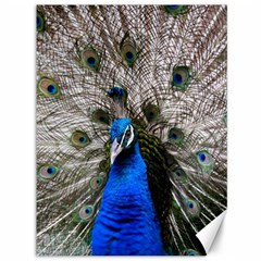 Peacock Bird Animal Feather Nature Colorful Canvas 36  X 48  by Ravend