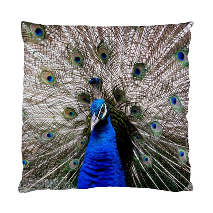 Peacock Bird Animal Feather Nature Colorful Standard Cushion Case (Two Sides)