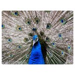 Peacock Bird Animal Feather Nature Colorful One Side Premium Plush Fleece Blanket (Extra Small) 40 x30  Blanket Front