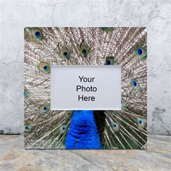 Peacock Bird Animal Feather Nature Colorful White Box Photo Frame 4  X 6  by Ravend