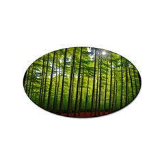 Green Forest Jungle Trees Nature Sunny Sticker (oval) by Ravend