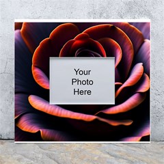 Purple Flower Rose Flower Black Background White Wall Photo Frame 5  X 7  by Ravend