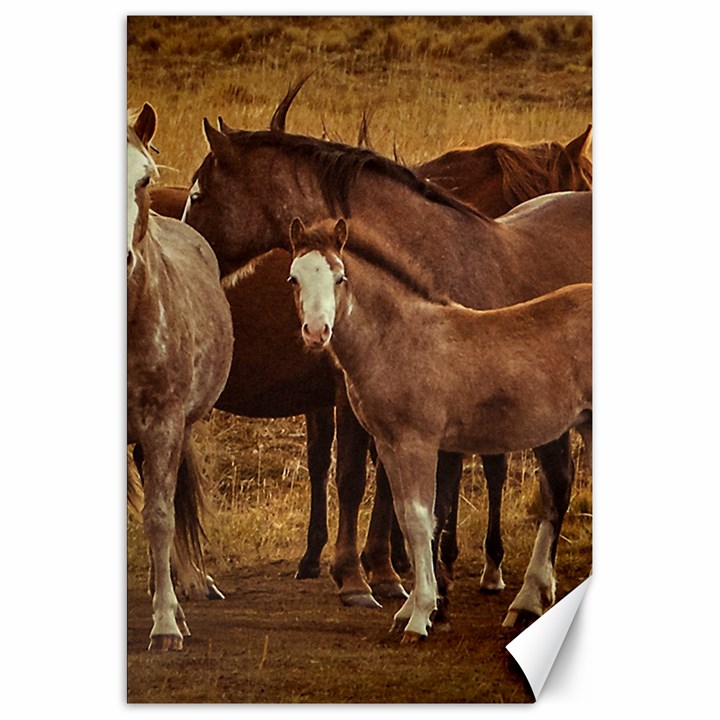 Wild Horses At Patagonia Landscape, Argentina Canvas 20  x 30 