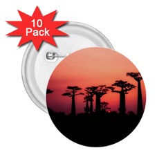 Baobabs Trees Silhouette Landscape Sunset Dusk 2 25  Buttons (10 Pack) 