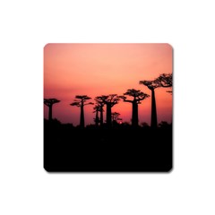 Baobabs Trees Silhouette Landscape Sunset Dusk Square Magnet by Jancukart