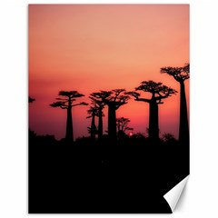 Baobabs Trees Silhouette Landscape Sunset Dusk Canvas 12  X 16 