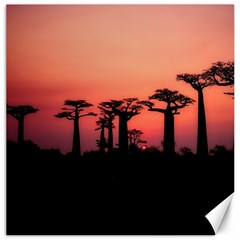 Baobabs Trees Silhouette Landscape Sunset Dusk Canvas 16  X 16 