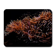 Sea Anemone Coral Underwater Ocean Sea Water Small Mousepad