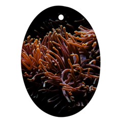 Sea Anemone Coral Underwater Ocean Sea Water Ornament (oval) by Wegoenart