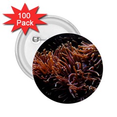 Sea Anemone Coral Underwater Ocean Sea Water 2 25  Buttons (100 Pack)  by Wegoenart