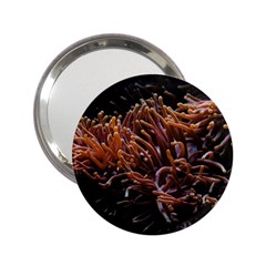 Sea Anemone Coral Underwater Ocean Sea Water 2 25  Handbag Mirrors by Wegoenart