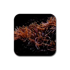 Sea Anemone Coral Underwater Ocean Sea Water Rubber Square Coaster (4 Pack) by Wegoenart