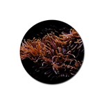 Sea Anemone Coral Underwater Ocean Sea Water Rubber Round Coaster (4 pack) Front