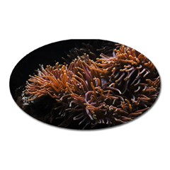 Sea Anemone Coral Underwater Ocean Sea Water Oval Magnet by Wegoenart