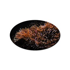 Sea Anemone Coral Underwater Ocean Sea Water Sticker Oval (100 Pack) by Wegoenart