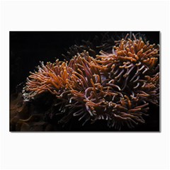 Sea Anemone Coral Underwater Ocean Sea Water Postcard 4 x 6  (pkg Of 10) by Wegoenart