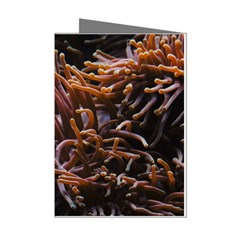 Sea Anemone Coral Underwater Ocean Sea Water Mini Greeting Cards (pkg Of 8) by Wegoenart