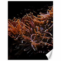 Sea Anemone Coral Underwater Ocean Sea Water Canvas 12  X 16  by Wegoenart