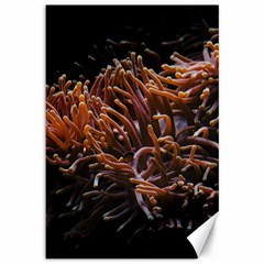 Sea Anemone Coral Underwater Ocean Sea Water Canvas 12  X 18  by Wegoenart