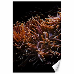 Sea Anemone Coral Underwater Ocean Sea Water Canvas 24  X 36  by Wegoenart