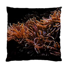 Sea Anemone Coral Underwater Ocean Sea Water Standard Cushion Case (one Side) by Wegoenart